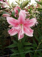 [5250 Bellonica No01.JPG]